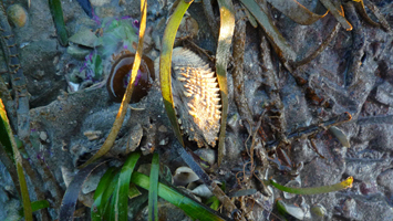 Mollusca - Venus verrucosa Linn, 1758